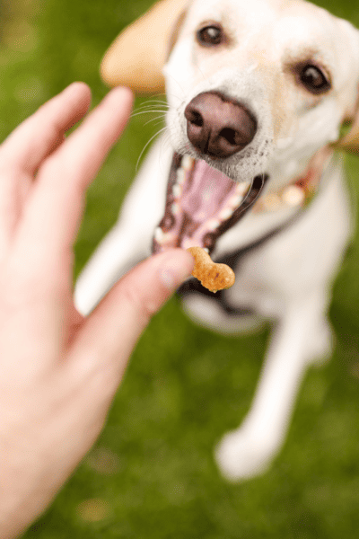 Hand giving a dog a dog treat